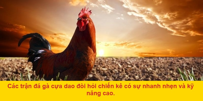 Lý Do TT Đá Gà Cựa Dao Thu Hút Người Chơi