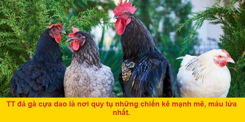 Cách Tham Gia TT Đá Gà Cựa Dao