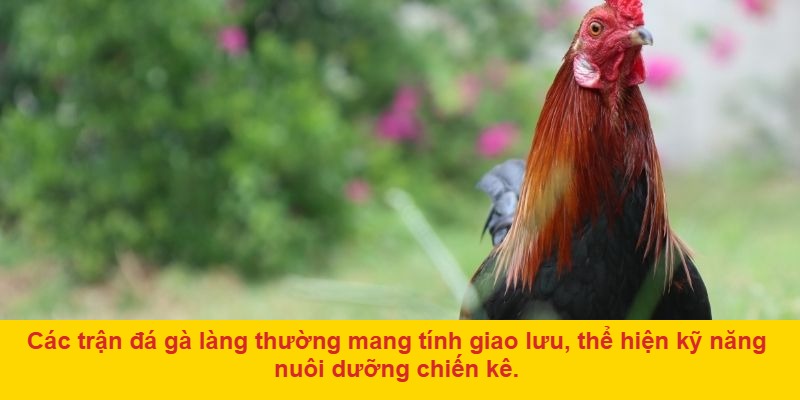 Giới thiệu về đá gà làng