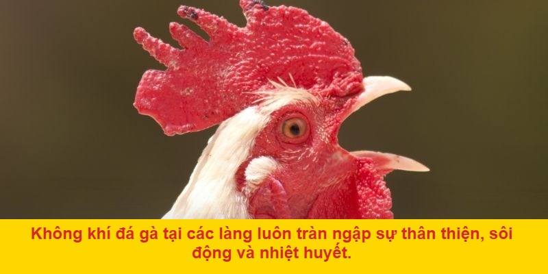 Lý do đá gà làng thu hút sự chú ý