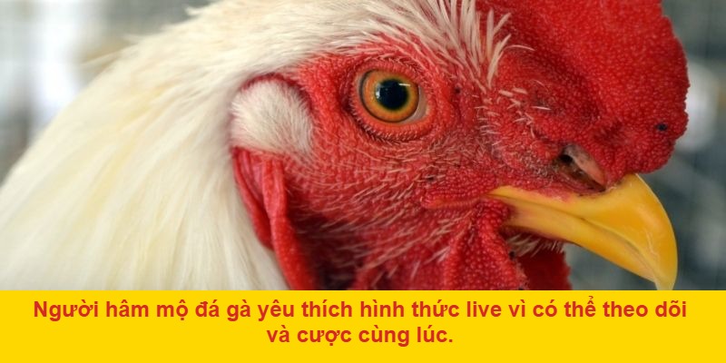 Các Nền Tảng Cung Cấp Đá Gà Live Trực Tiếp Uy Tín