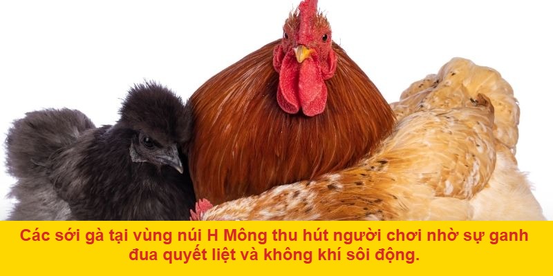Nguồn gốc và đặc điểm nổi bật của gà H'Mông