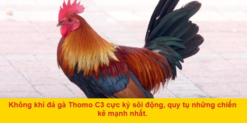 Giới thiệu về đá gà Thomo C3