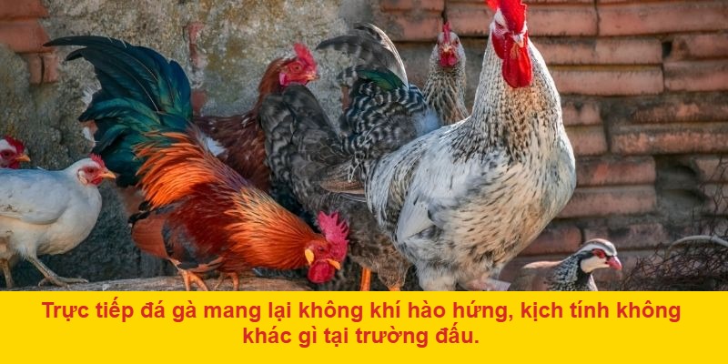 Lưu Ý Khi Theo Dõi Đá Gà Live Trực Tiếp