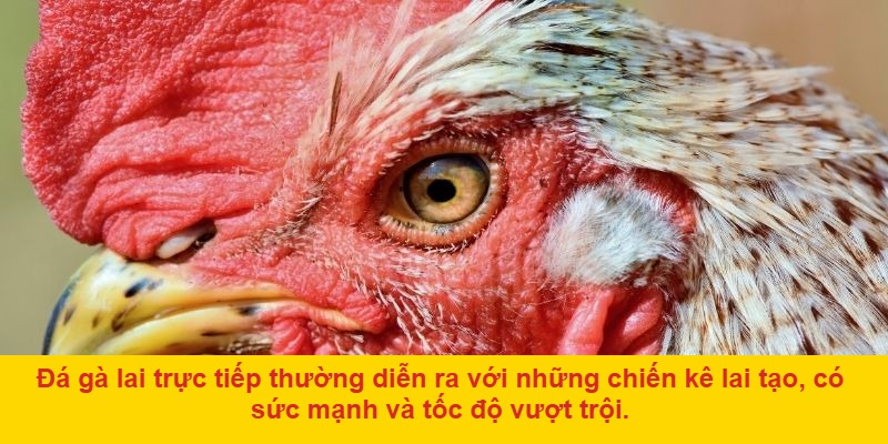 Đá Gà Lai Trực Tiếp – Trận Đấu Kịch Tính Mỗi Ngày