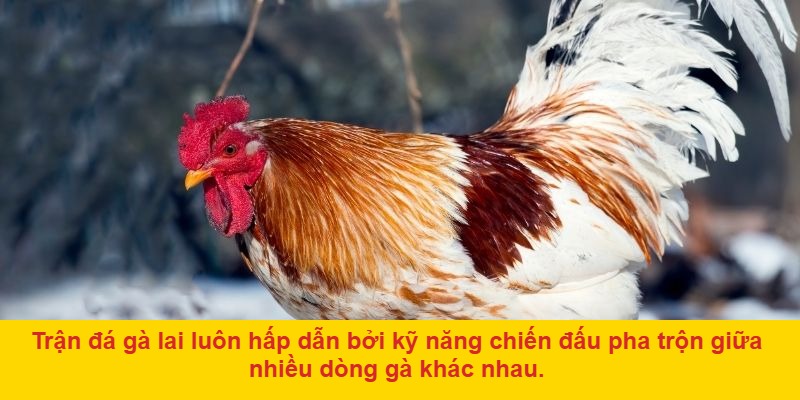 Cách thức tham gia đá gà lai trực tiếp
