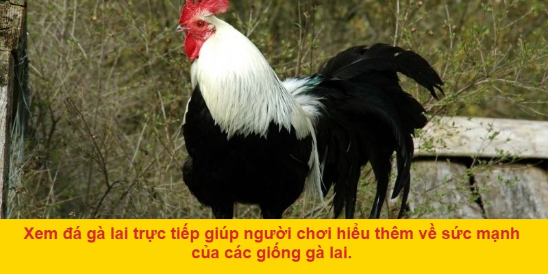 Tại sao đá gà lai trực tiếp hấp dẫn?