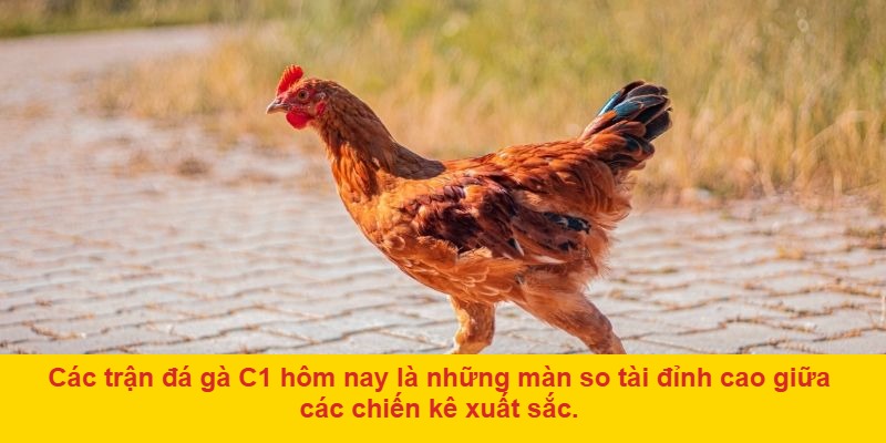 Đá gà trực tiếp hôm nay C1: Sự kiện không thể bỏ qua