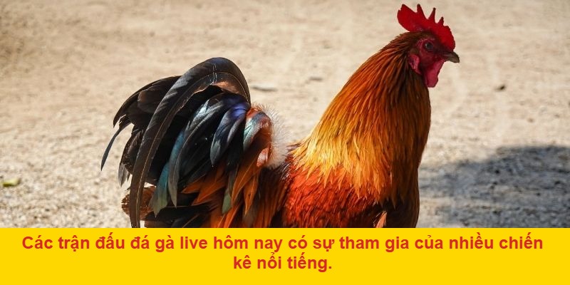 Khám Phá Các Trận Đấu Đá Gà Live Hôm Nay