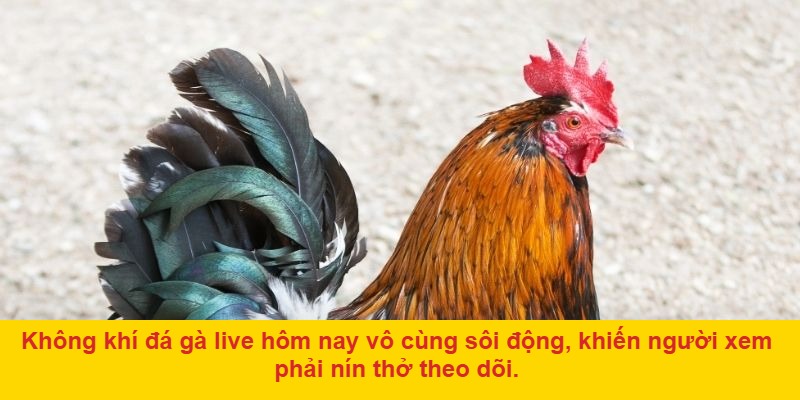 Cách Thức Tham Gia Cá Cược Đá Gà Live