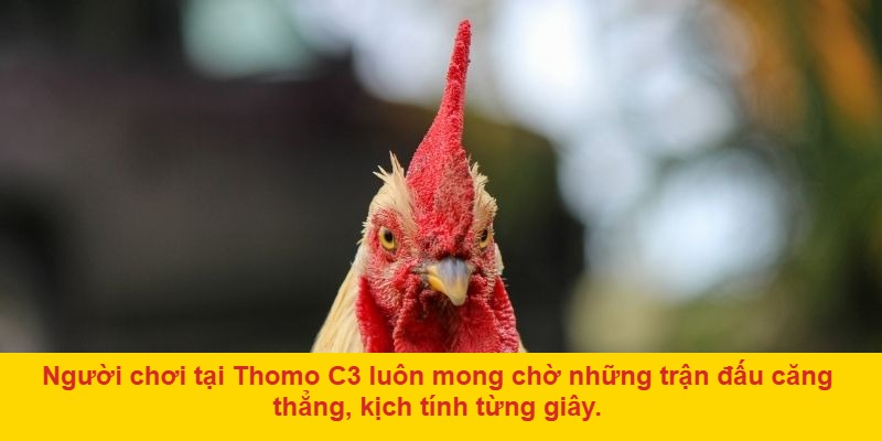 Tại sao đá gà Thomo C3 thu hút người chơi?
