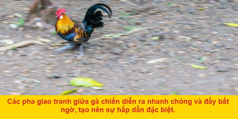 Giới thiệu về đá gà MO