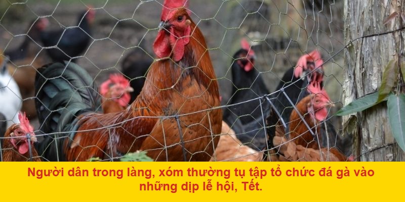 Đá Gà Làng Xóm Là Gì?
