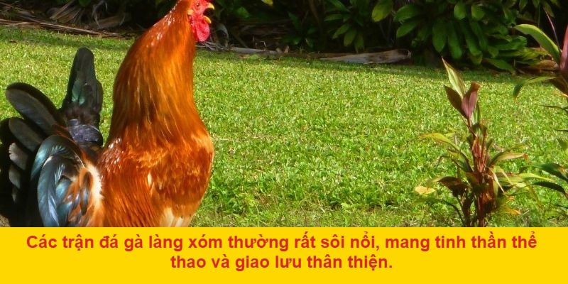 Quy Trình Tổ Chức Đá Gà Làng Xóm