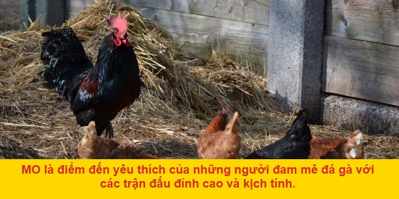 Tại sao đá gà MO lại thu hút người chơi?