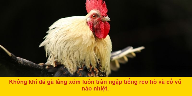 Đá Gà Làng Xóm Trong Thời Hiện Đại