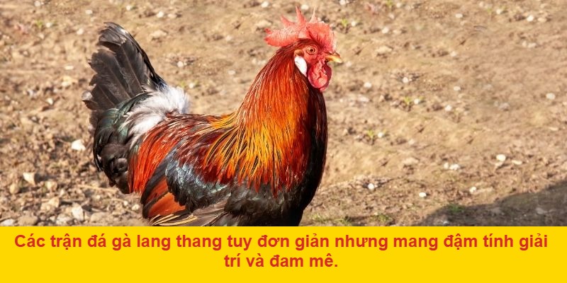 Đá Gà Lang Thang – Nét Đẹp Văn Hóa Dân Gian