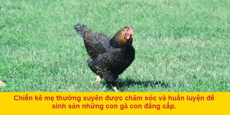 Đá gà mẹ: Tìm hiểu về thể loại đặc biệt này