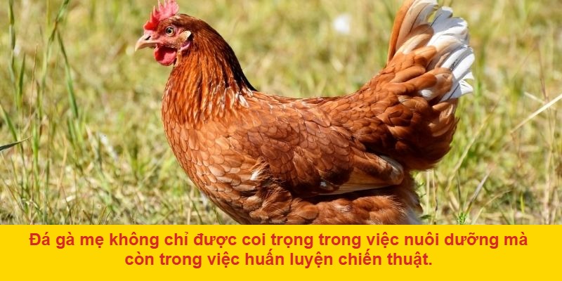 Những lý do đá gà mẹ ngày càng được ưa chuộng