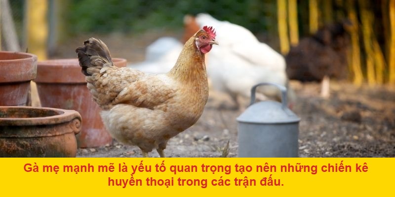 Theo dõi các trận đấu đá gà mẹ