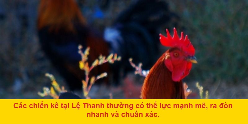 Đá Gà Lệ Thanh – Điểm Đến Uy Tín Của Các Chiến Kê