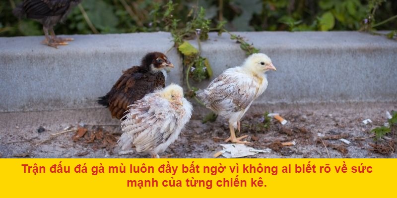 Đá gà mù: Hình thức thi đấu đặc biệt
