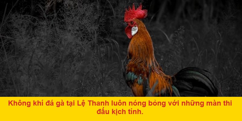 Vì Sao Đá Gà Lệ Thanh Được Yêu Thích Đến Vậy