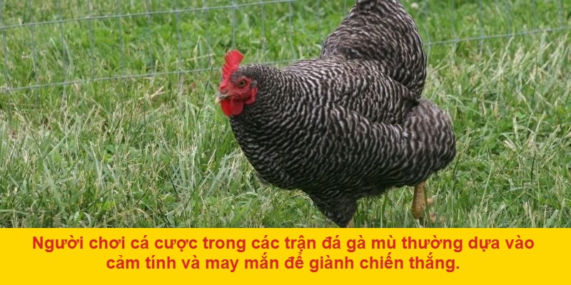 Lý do đá gà mù thu hút người chơi