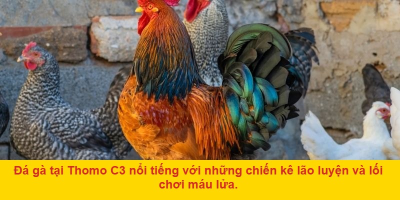 Cộng đồng người chơi lớn mạnh