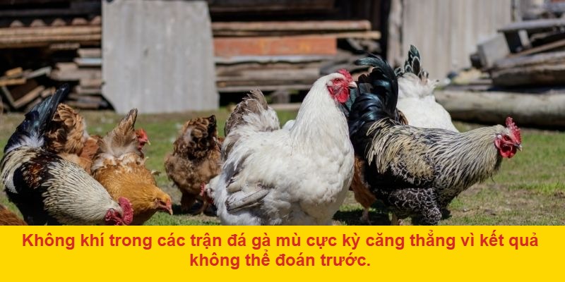 Sử dụng các công cụ hỗ trợ phân tích