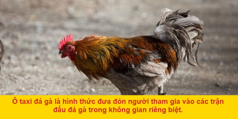 Giới thiệu về Ô Taxi đá gà