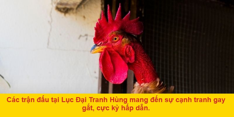 Giải mã sức hút từ đá gà Lục Đại Tranh Hùng