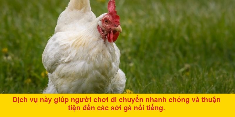Tại sao Ô Taxi đá gà thu hút người chơi?