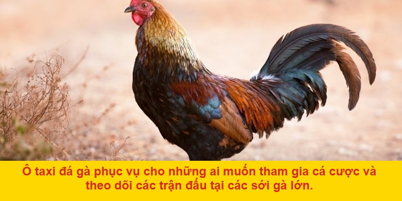 Các trận đấu liên tục