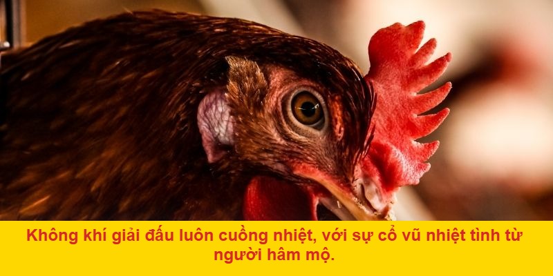 Livestream thu hút hàng trăm nghìn người xem