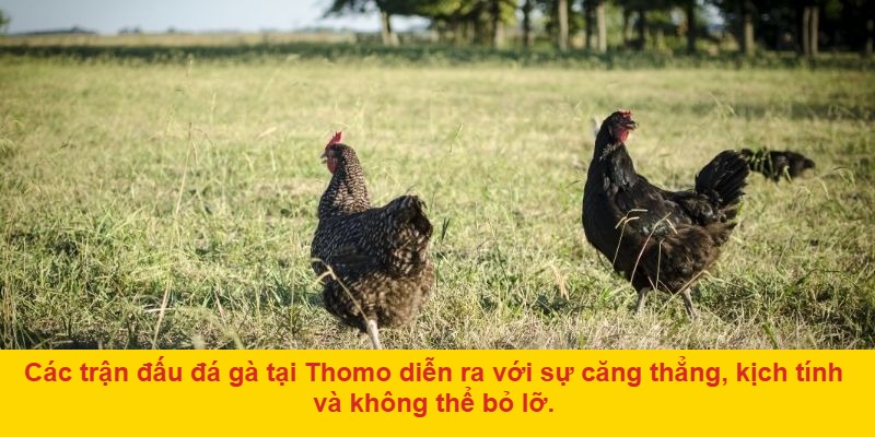 Giới thiệu về đá gà ở Thomo