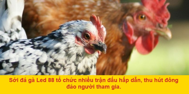 Giới Thiệu Đá Gà LED 88 – Sân Chơi Đầy Cuốn Hút