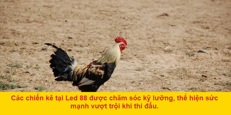Vì Sao Đá Gà LED 88 Được Yêu Thích Rộng Rãi