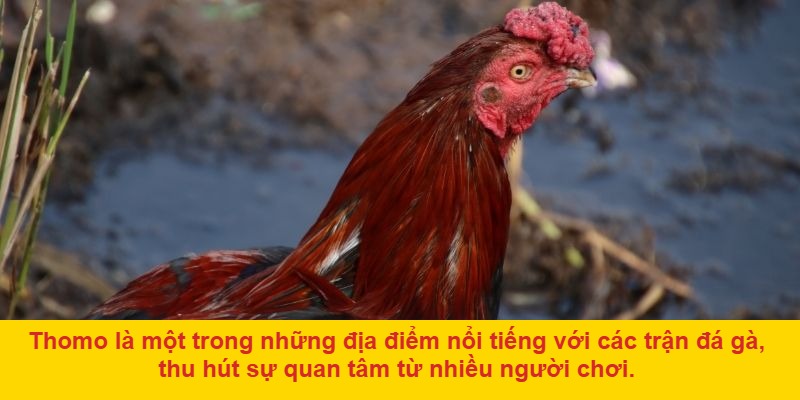 Lý do đá gà ở Thomo thu hút người chơi