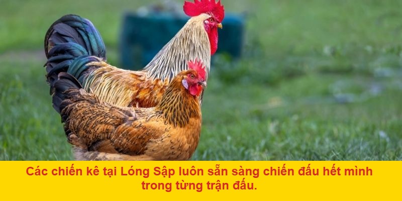 Đá Gà Lóng Sập Trực Tiếp – Điểm Đến Lý Tưởng Của Các Tín Đồ Chiến Kê