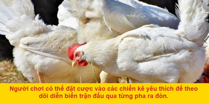 Giới thiệu về đá gà ở Thomo trực tiếp