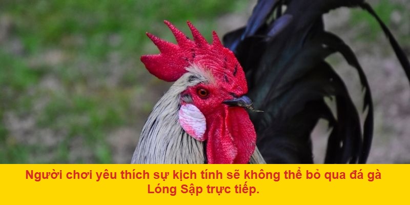 Vì Sao Đá Gà Lóng Sập Trực Tiếp Luôn Hấp Dẫn Người Xem