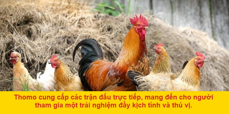 Lý do đá gà ở Thomo trực tiếp thu hút người chơi