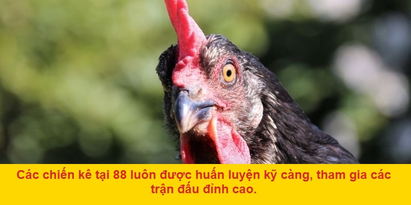Đá gà ở 88: Nền tảng cá cược uy tín