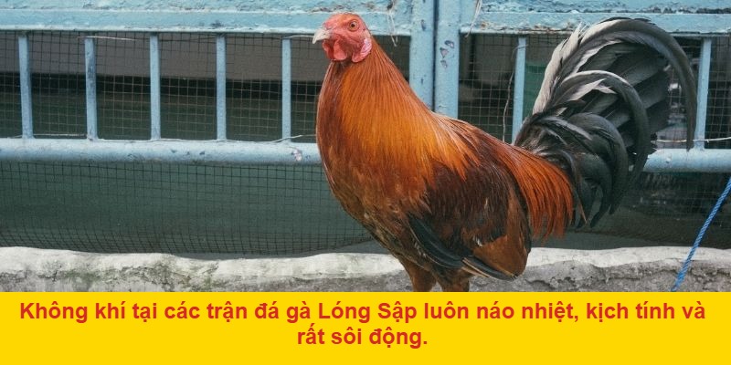 Giới Thiệu Về Đá Gà Lóng Sập – Biểu Tượng Của Đam Mê
