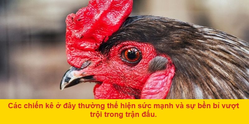 Sự Đa Dạng Về Các Loại Chiến Kê