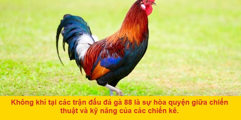 Lý do nên chơi đá gà ở 88