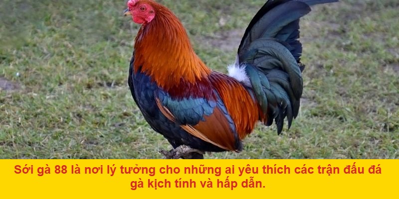 Chọn trận đấu và đặt cược