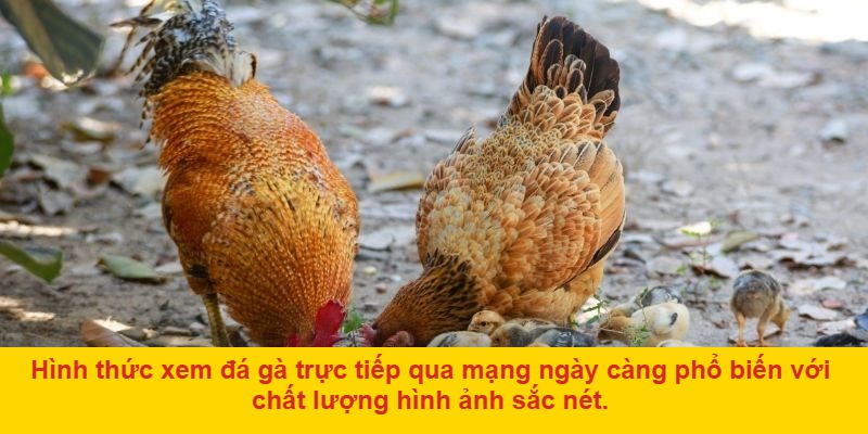 Đá Gà Mạng Trực Tiếp – Xu Hướng Giải Trí Mới Đầy Sôi Động