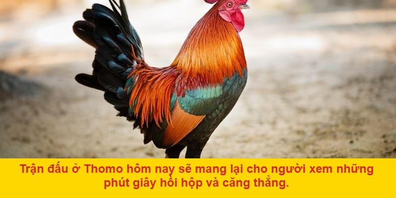 Đá gà ở Thomo hôm nay: Sự kiện cá cược hấp dẫn